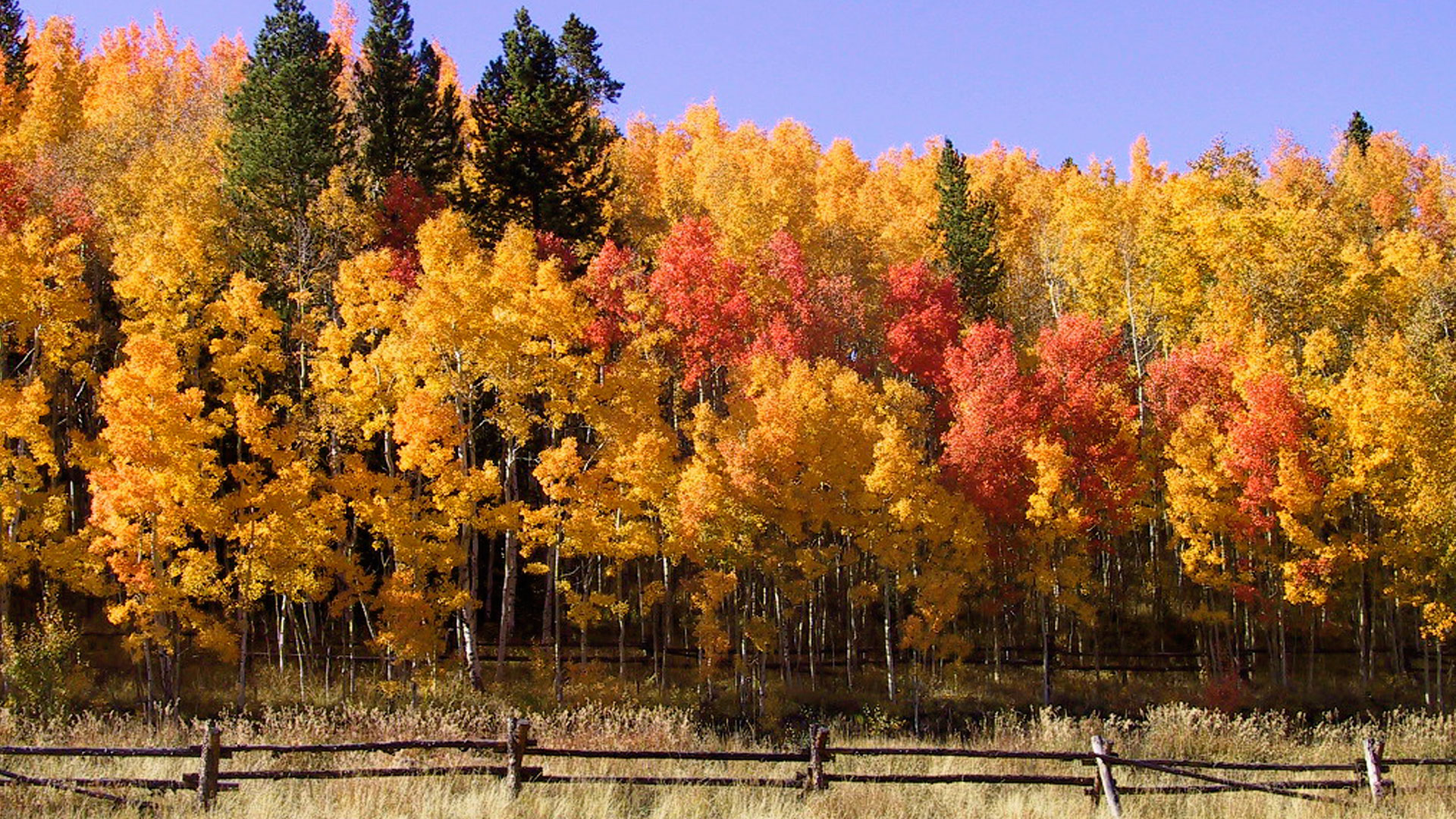 autumn-1